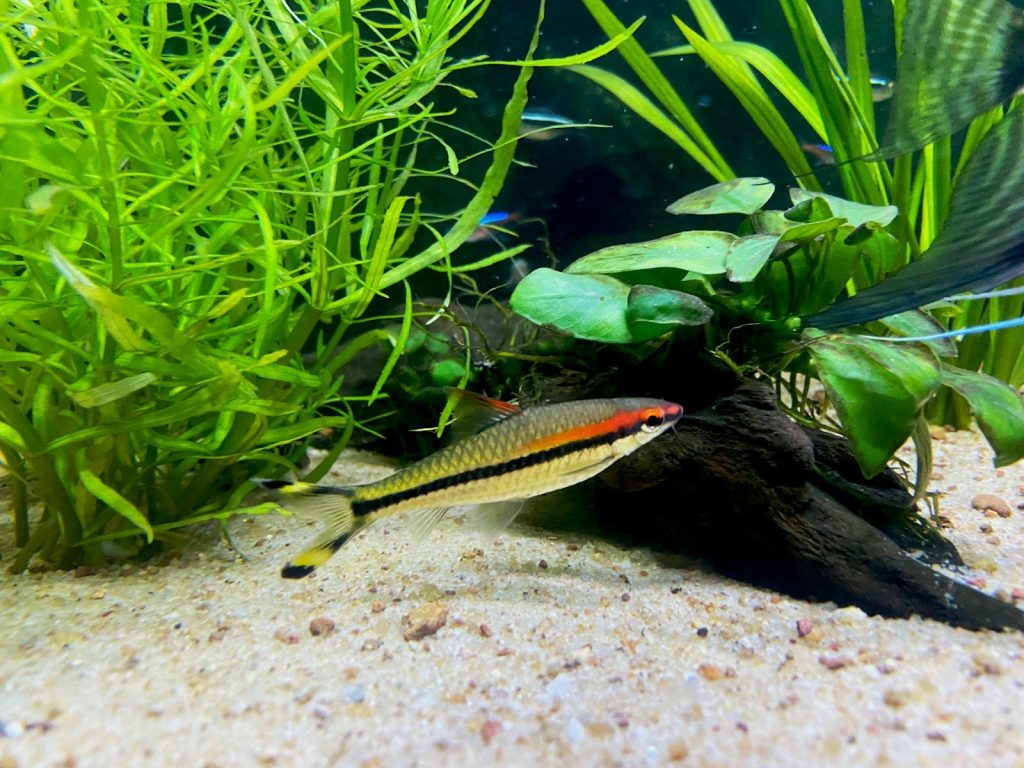 A fish that is swimming in some water