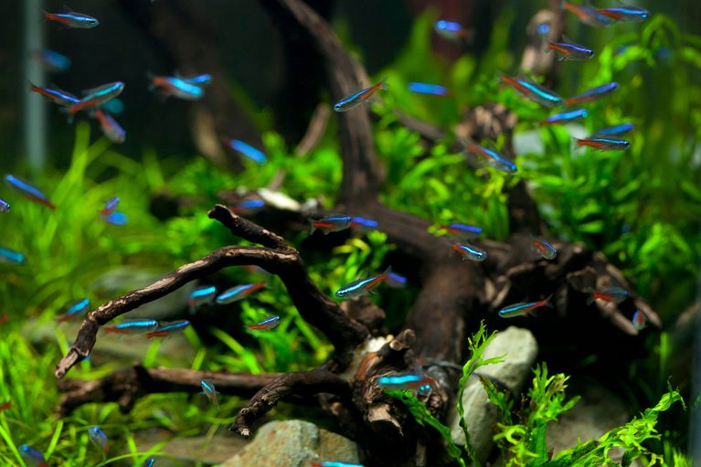 Freshwater vs. Saltwater Tank: Which Is the Best Option for Beginners?