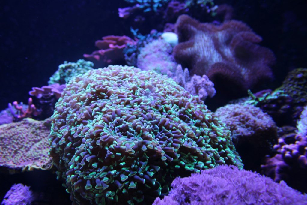 A vibrant coral reef ecosystem in an aquarium