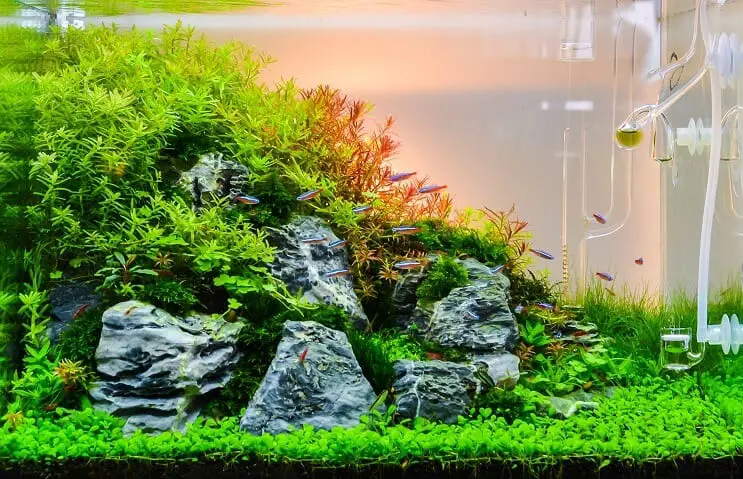 CO2 in the Aquarium: Is It Really Necessary for a Healthy Planted Tank?