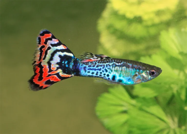 Guppy Care Guide – The Most Colorful Beginner Fish