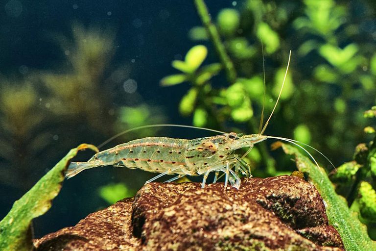 Top 7 Algae-Eaters for Small Freshwater Tanks