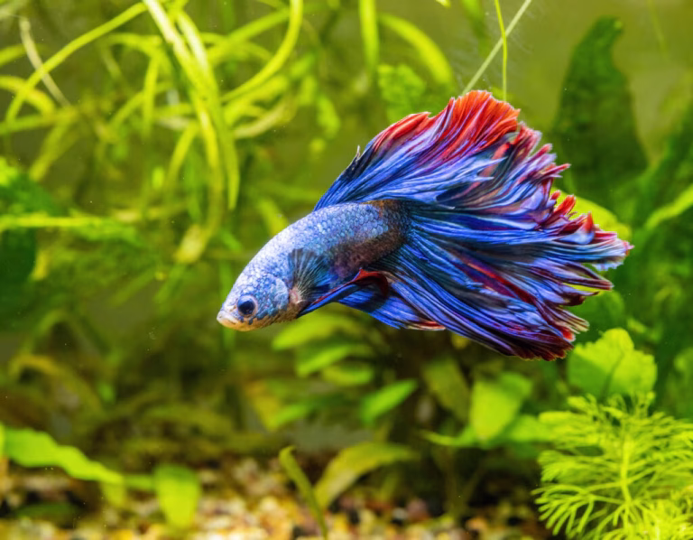Betta Fish Care Guide – The Best Beginner Fish