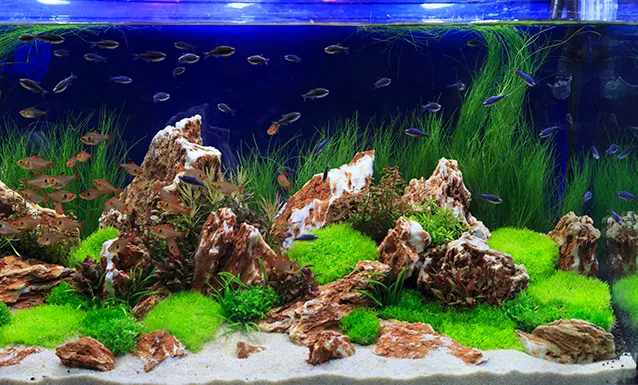 How to Keep Your Tank Water Crystal Clear