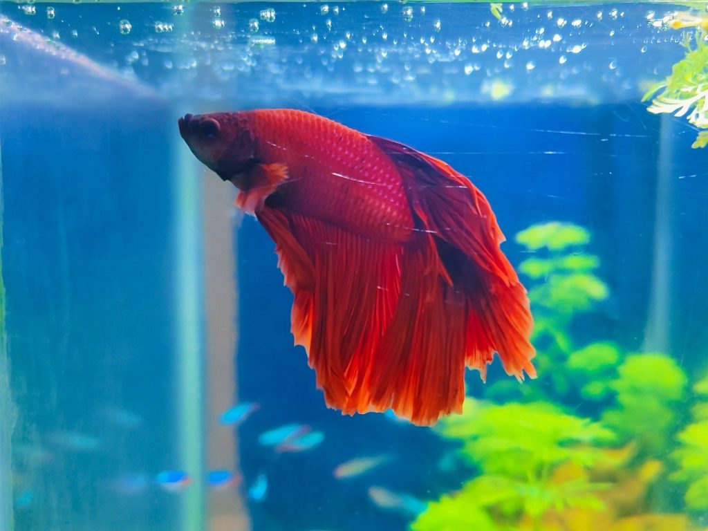 A bright red betta fish swims in a blue aquarium