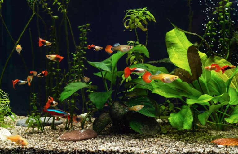 Top 7 Best Tank Mates for Guppies