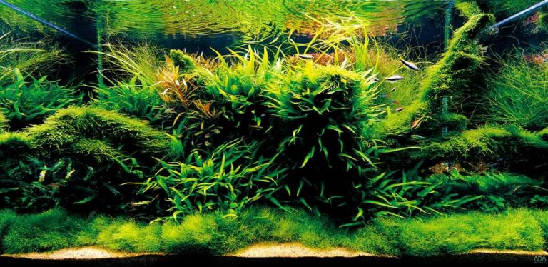 5 Low-Tech Plants for Beginners That Don’t Need CO2