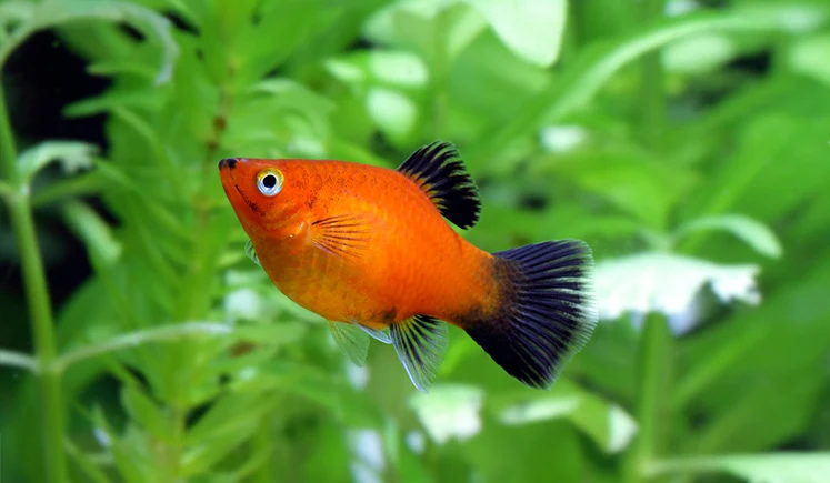 Platy Care Guide: The Fish That Loves to Nibble on Live Plants