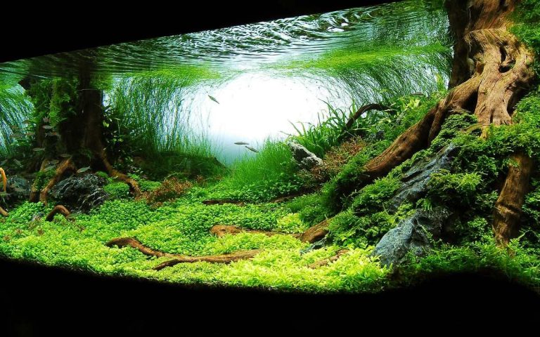 5 Hardy Fish That Are Ideal for Beginners