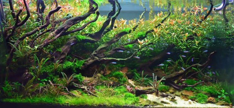 What Is the Nitrogen Cycle? The Most Important Step Before Adding Fish