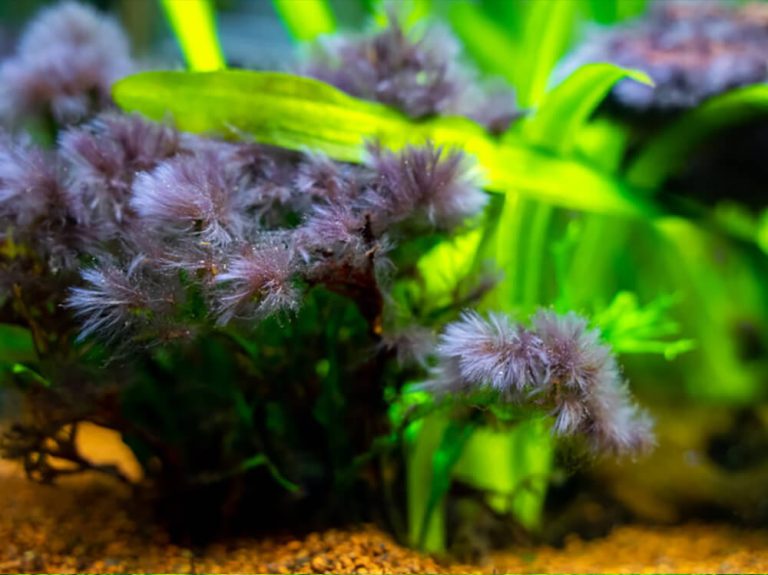 How to Get Rid of Black Beard Algae