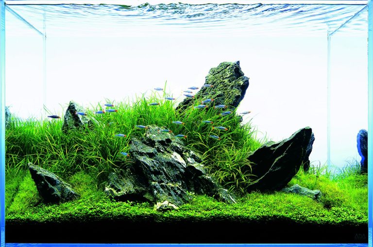 Hardscape for Planted Tanks: How to Style Wood and Rocks Like a Pro